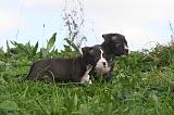 AMSTAFF  PUPPIES 268